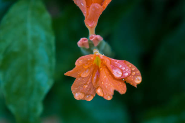 A close up view of saffron colored firecracker flowers with water droplets sitting on them,Cassandra flowers