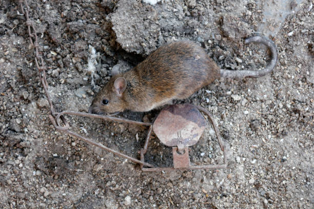 istock Brown rat caught in a  metal trap 1278362626