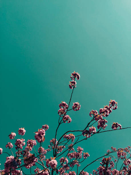 Vivid Cherry blossom