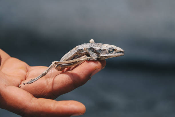 istock Dried dead frog showing its body skeleton on hand isolated on white. 1278369325
