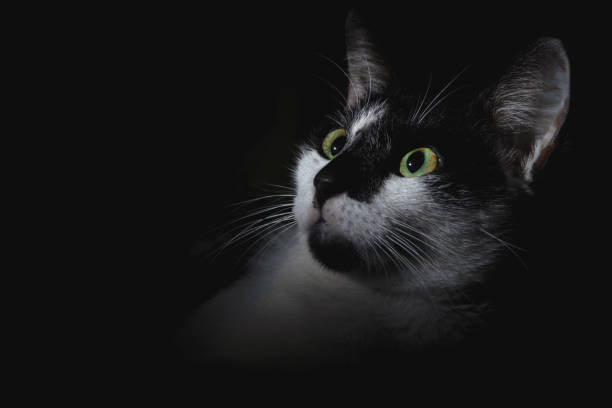 istock A curious cat is looking up to the moving light 1278369409