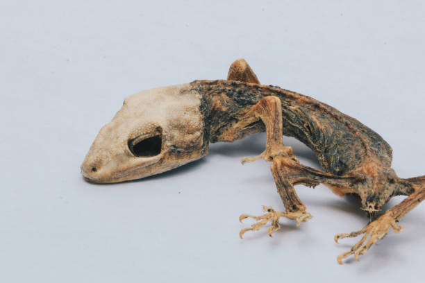 istock Dried dead small lizard showing its body skeleton isolated on white. 1278369455