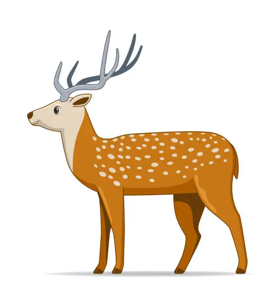 Vector illustration of Axis deer animal standing on a white background