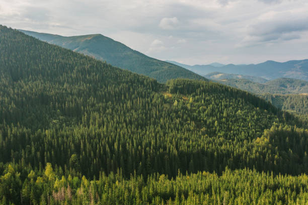 istock Scenic aerial view of mountains covered with forest 1278371644