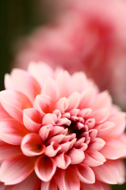 A beautiful dahlia in full bloom.