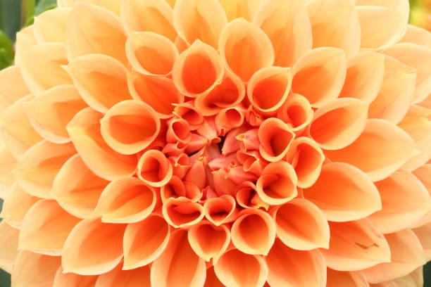 istock Dahlia in Japan 1278372404