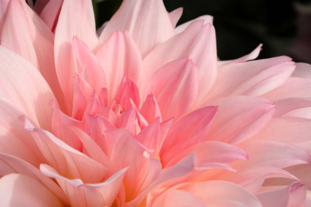 istock Dahlia in Japan 1278372435