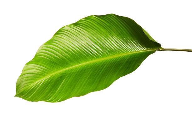 Calathea foliage, Exotic tropical leaf, Large green leaf, isolated on white background with clipping path Calathea foliage, Exotic tropical leaf, Large green leaf, isolated on white background with clipping path calathea photos stock pictures, royalty-free photos & images