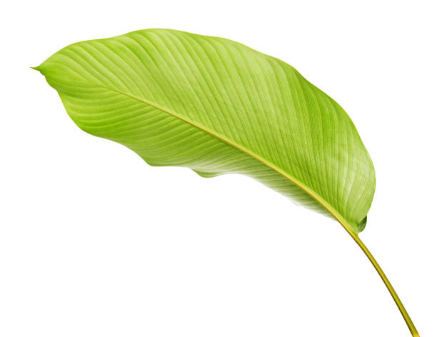 istock Calathea foliage, Exotic tropical leaf, Large green leaf, isolated on white background with clipping path 1278372692