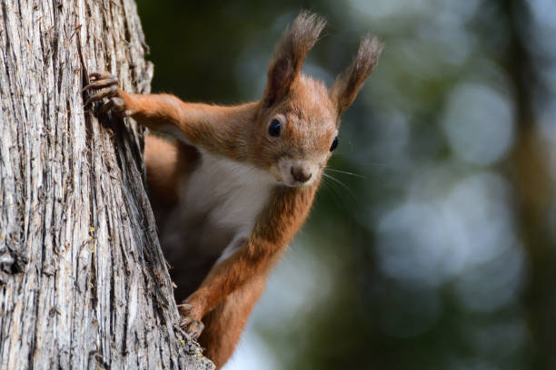 A red squirrel peeks out its head from behind a tree in autumn stock photo