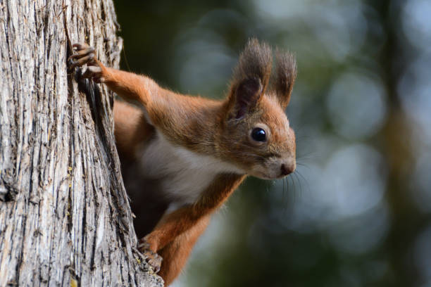 istock A red squirrel peeks out its head from behind a tree in autumn 1278373534