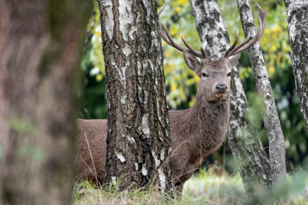 istock Red deer male in the wild (Cervus elaphus) 1278373590