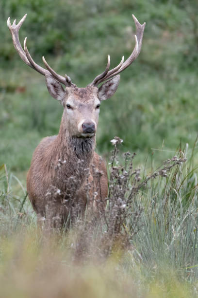 istock Red deer male at dawn (Cervus elaphus) 1278373723