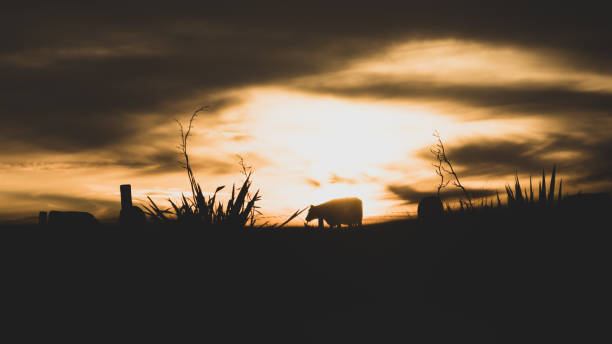 istock A bright sunset casts silhouettes on a herd of grazing cows 1278373878