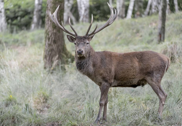istock Red deer male in the wild (Cervus elaphus) 1278373972