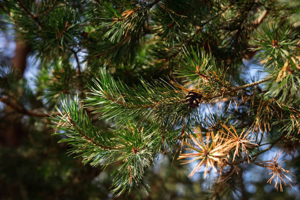 istock Pine cone in nature hanging on a pine tree branch 1278375201