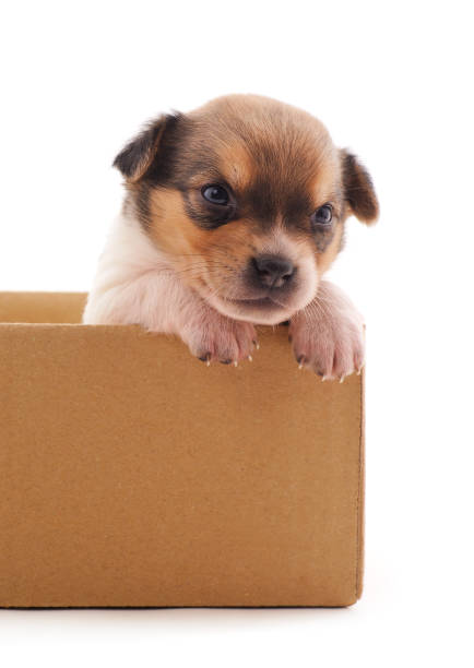 istock One little dog in the box. 1278377521