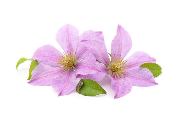 istock Purple clematis with green leaves. 1278379384