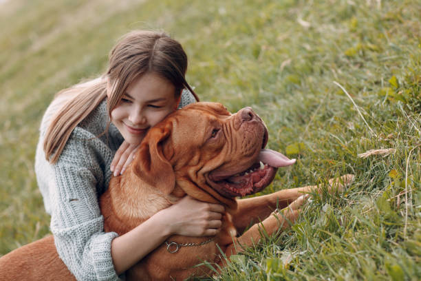 kuvapankkikuvat ja rojaltivapaat kuvat aiheesta dogue de bordeaux tai ranskalainen mastiff nuoren naisen kanssa ulkopuistoniityllä - bordeaux dog