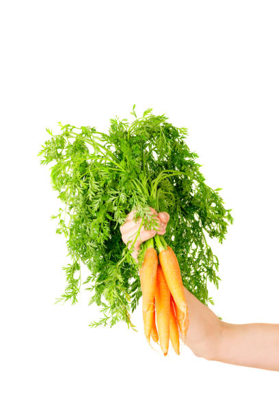 istock Carrot with leaves isolated on white background in human hand 1278380117