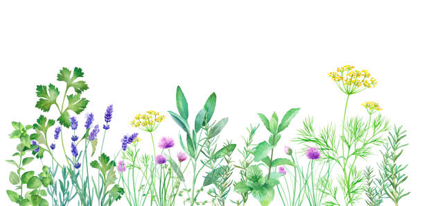 변경 가능한 레이아웃허브 정원의 수채화 일러스트. 벡터 데이터(딜, 세이지, 민트, 로즈마리, 부추, 백리향, 오레가노, 라벤더, 이탈리아 파슬리) - herb chive parsley herb garden stock illustrations