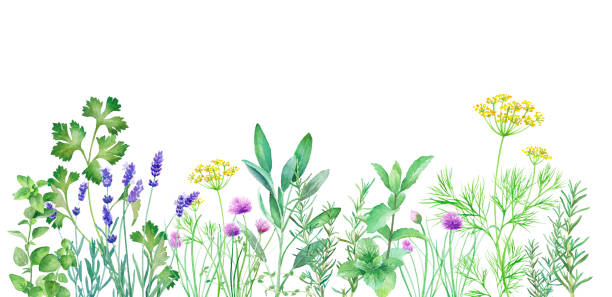 ilustrações de stock, clip art, desenhos animados e ícones de watercolor illustration of herb garden with changeable layout. vector data (dill, sage, mint, rosemary, chives, thyme, oregano, lavender, italian parsley) - herb chive parsley herb garden