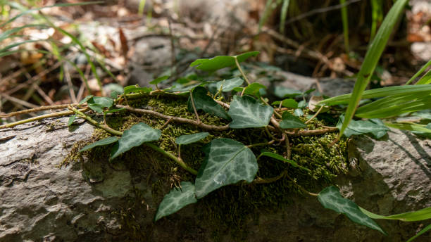 istock Vines growing over moss of a tree 1278380759