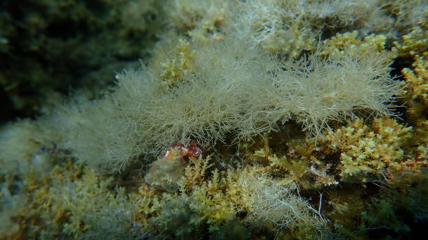 istock Algae liagora (Liagora viscida) undersea, Aegean Sea, Greece 1278381024