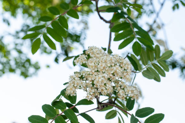 istock the tiny creamy white blossom of a rowan ash 1278381092