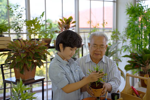 Grandfather is taking care of plants with grandson. Garden is located inside of the house. Indoor gardening concept.