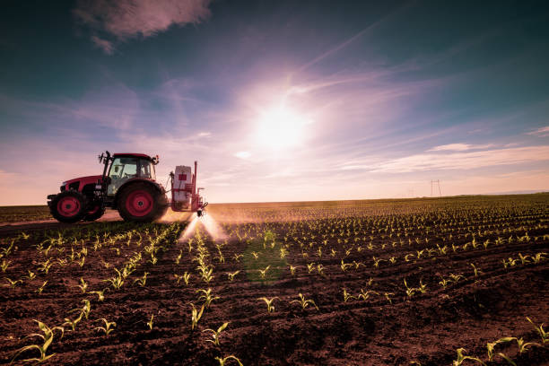 Tractor spraying young corn with pesticides 1 Tractor spraying young corn with pesticides genetically modified food stock pictures, royalty-free photos & images