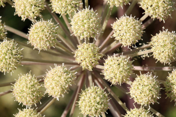 angelica archangelica rośnie na dzikiej łące. - angelica plant flower uncultivated zdjęcia i obrazy z banku zdjęć