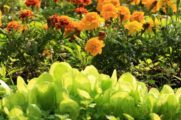 Tagetes flower with lettuce protects vegetable against parasites and diseases. Backyard ecological home garden cultivated in accordance with permaculture principles.