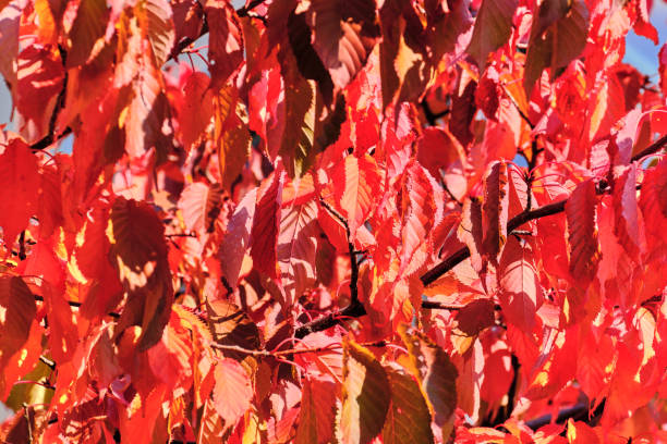 istock The red leaves on the tree in the autumn 1278387209