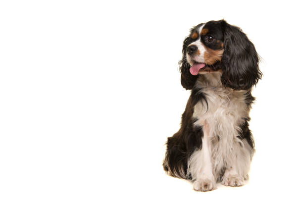 Sitting King Charles spaniel looking away isolated on a white background with copy space