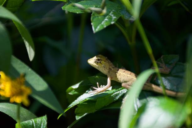 istock a lizard on the leaf closeup macro in the garden 1278387398