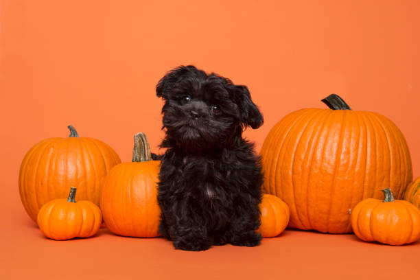 istock Cute black puppy sitting between orange pumpkins on an orange background 1278387412