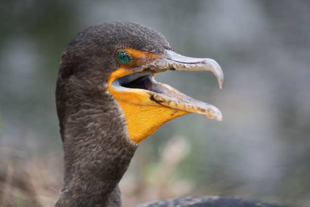 istock A double-crested cormorant at the beach in Florida, USA 1278387455