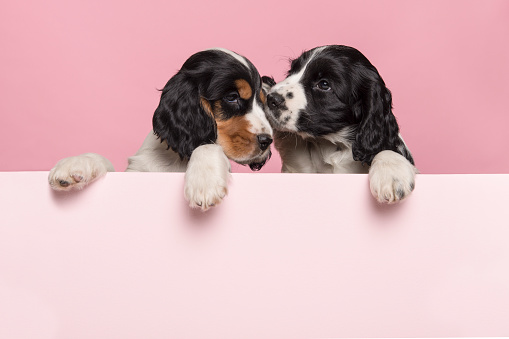 Dos meces Cocker Spaniel cachorros colgando sobre el borde de una tabla rosa pastel sobre un fondo rosa con espacio para copiar photo