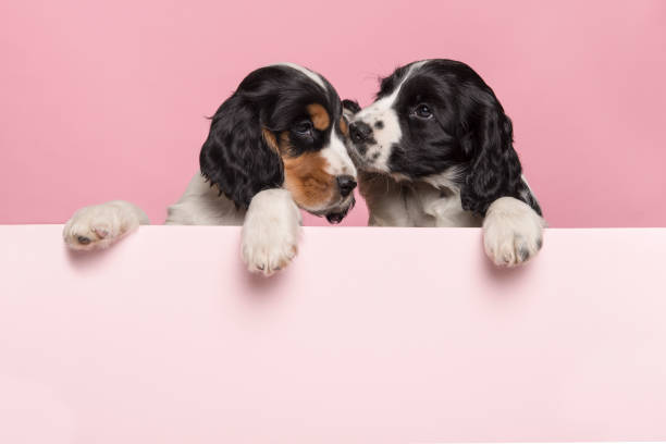 dos meces cocker spaniel cachorros colgando sobre el borde de una tabla rosa pastel sobre un fondo rosa con espacio para copiar - cocker spaniel fotografías e imágenes de stock