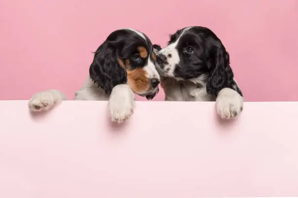 Photo of Two cuddling Cocker Spaniel puppies hanging over the border of a pastel pink board on a pink background with space for copy