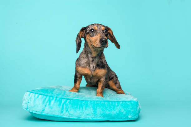 istock Cute dachshund puppy on a blue cushion on a blue background 1278387508