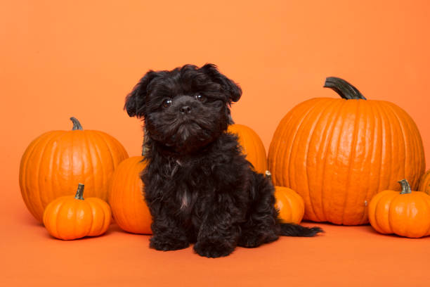 istock Cute black puppy sitting between orange pumpkins on an orange background 1278387593