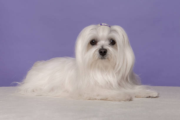 Pretty longhaired Maltese dog lying looking at the camera on a purple background Pretty longhaired Maltese dog lying looking at the camera on a purple background maltese dog stock pictures, royalty-free photos & images