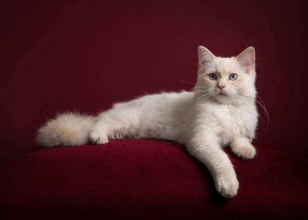 Pretty longhaired white Ragdoll cat with blue eyes lying on a burgundy red cushion on a burgundy red background in a classic look looking at the camera Pretty longhaired white Ragdoll cat with blue eyes lying on a burgundy red cushion on a burgundy red background in a classic look looking at the camera ragdoll cat stock pictures, royalty-free photos & images