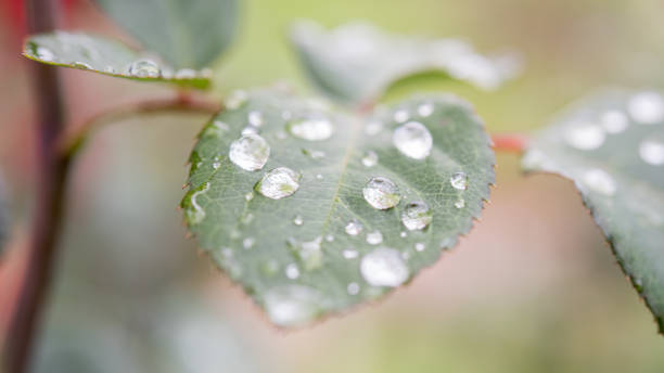 raindrops on leafes, macro - leafes imagens e fotografias de stock