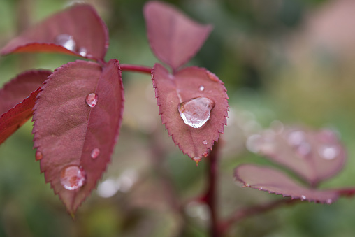 raindrops on leaves after the rain.