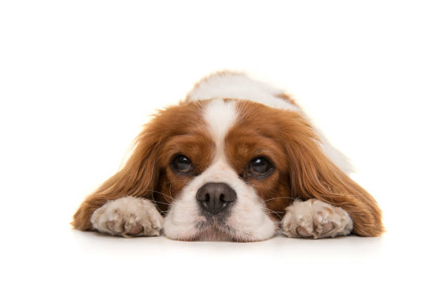 istock Adorable Cavalier King Charles Spaniel dog lying down on the floor looking at the camera isolated on a white background 1278388721