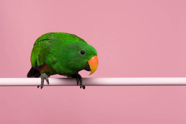 istock Male green eclectus parrot on a pink background with space for copy 1278388727