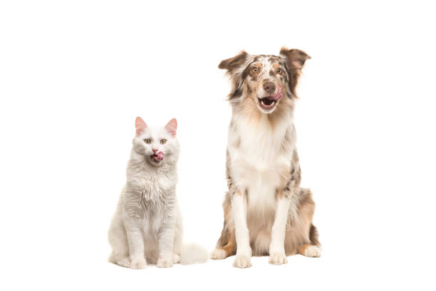 Sitting australian shepherd looking at the camera licking its lips Australian shepherd dog and white longhaired cat looking at the camera licking their lips begging for food isolated on a white background begging animal behavior stock pictures, royalty-free photos & images